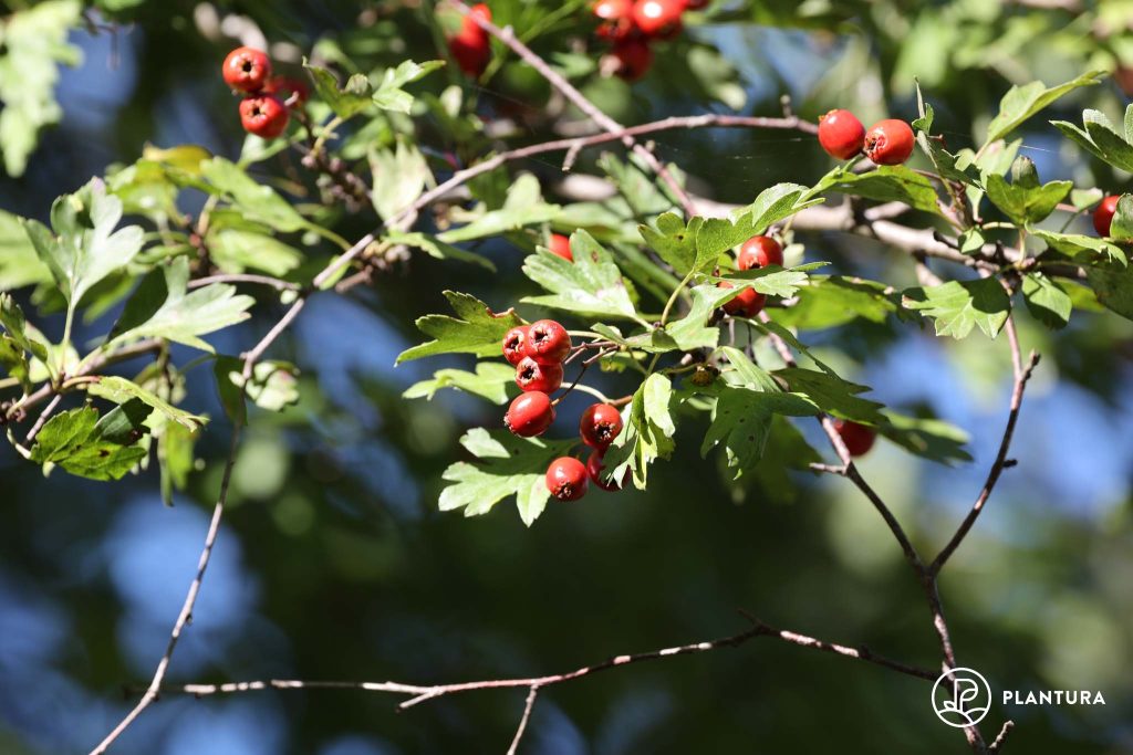 Weißdorn-Beeren