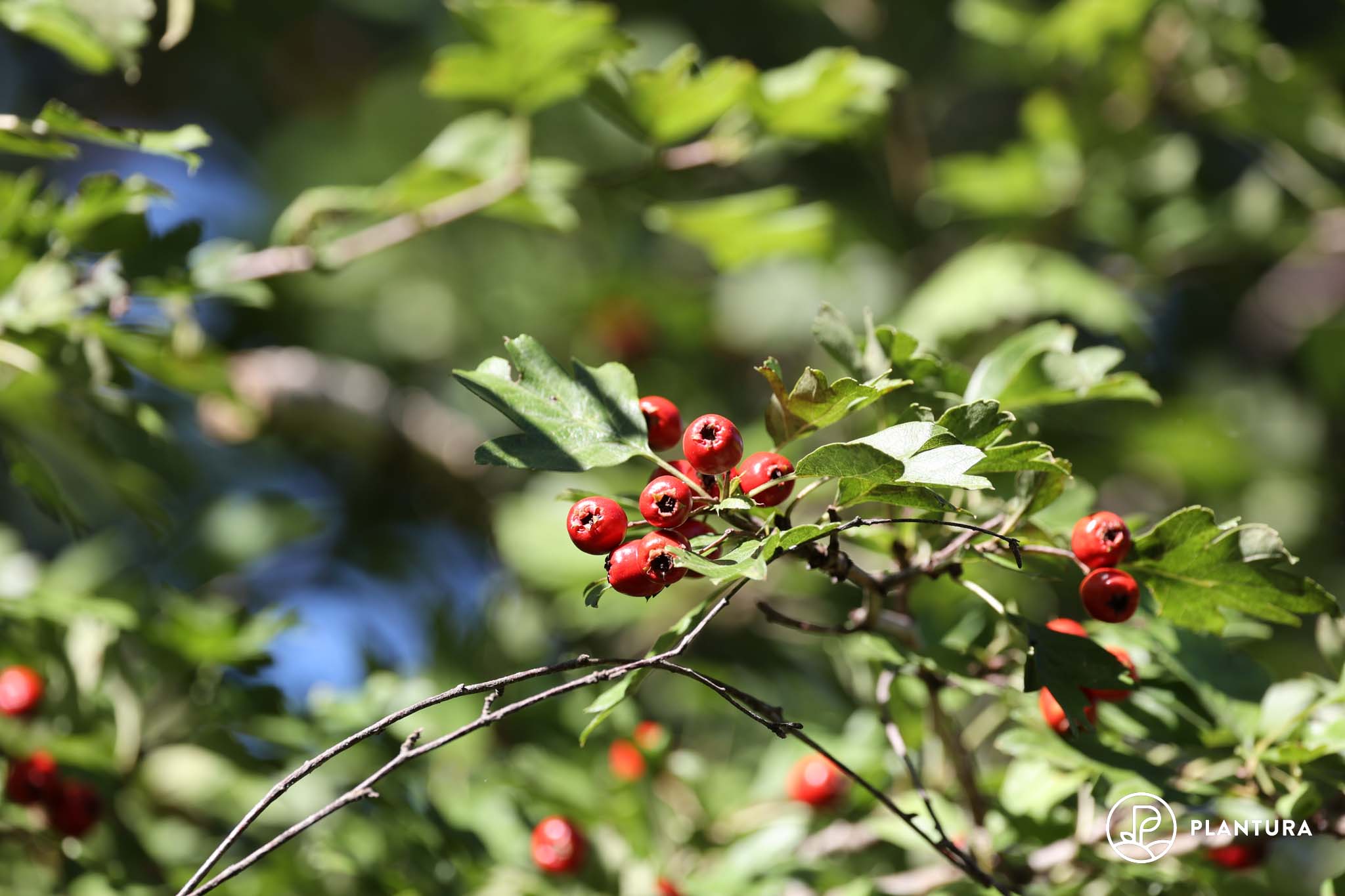 Weißdorn pflanzen & verwenden