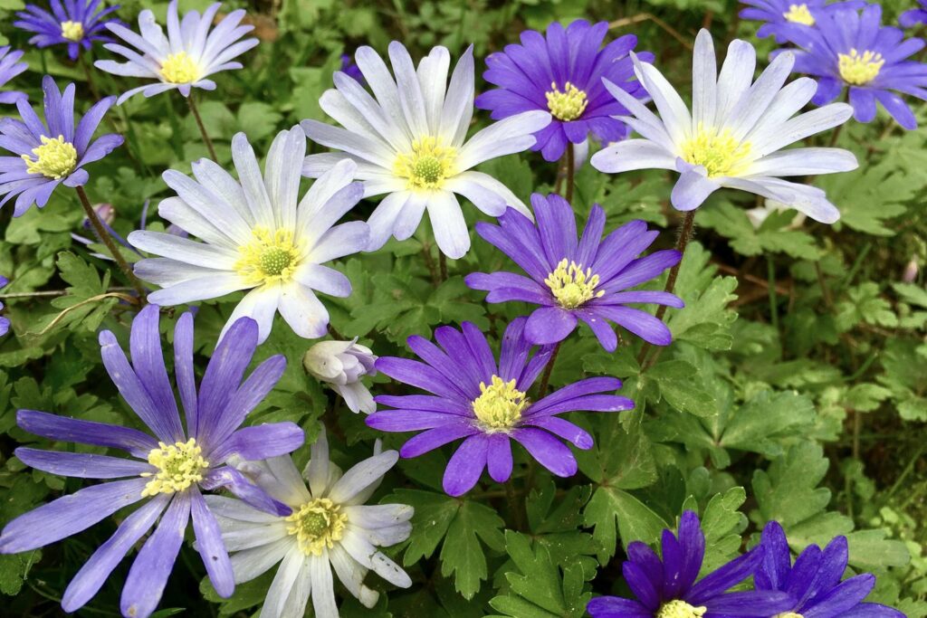 33+ Frühjahrspflanzen Garten, Welche zehn frühlingsblumen in ihrem
