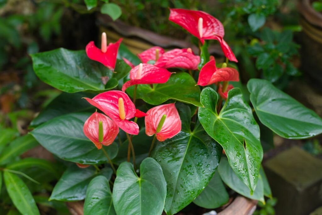 Flamingoblume
