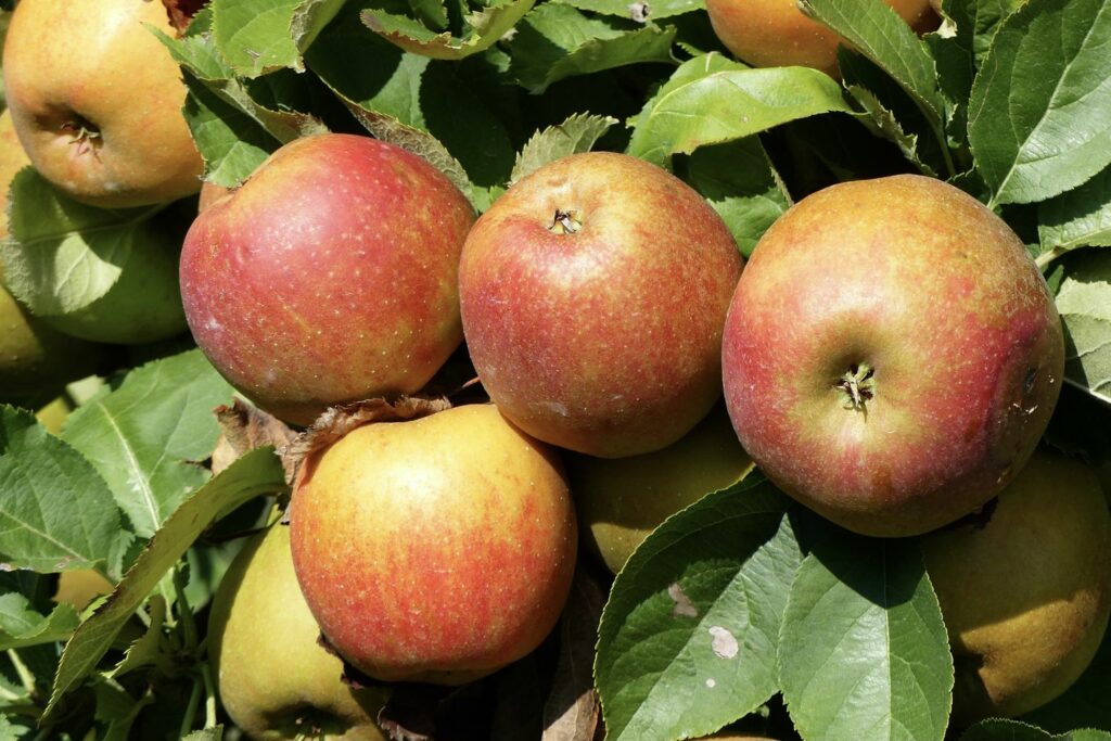 reife Boskoop-Äpfel am Baum