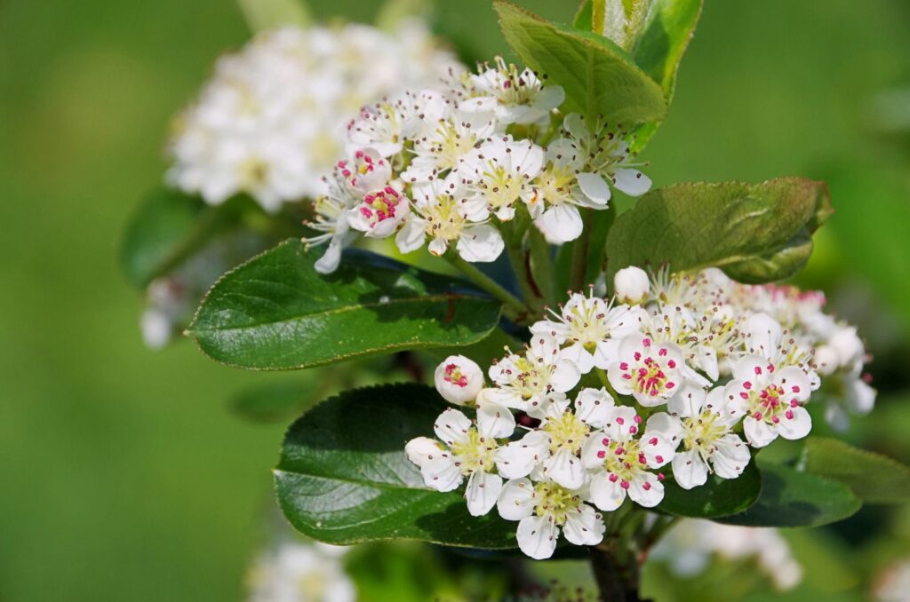 weiße Apfelbeeren-Blüten