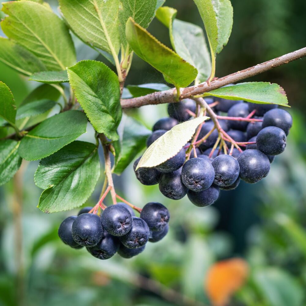 olivenbaum ab wann düngen Purgrün Olivenbaum-Dünger 1 Liter
