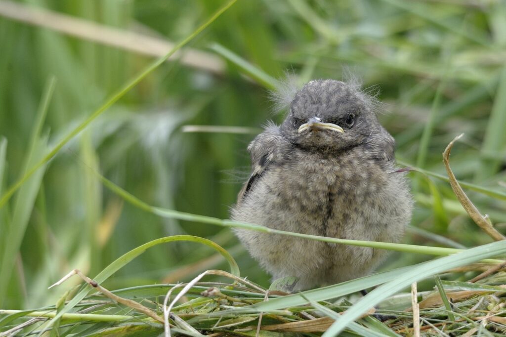 Vogelbaby