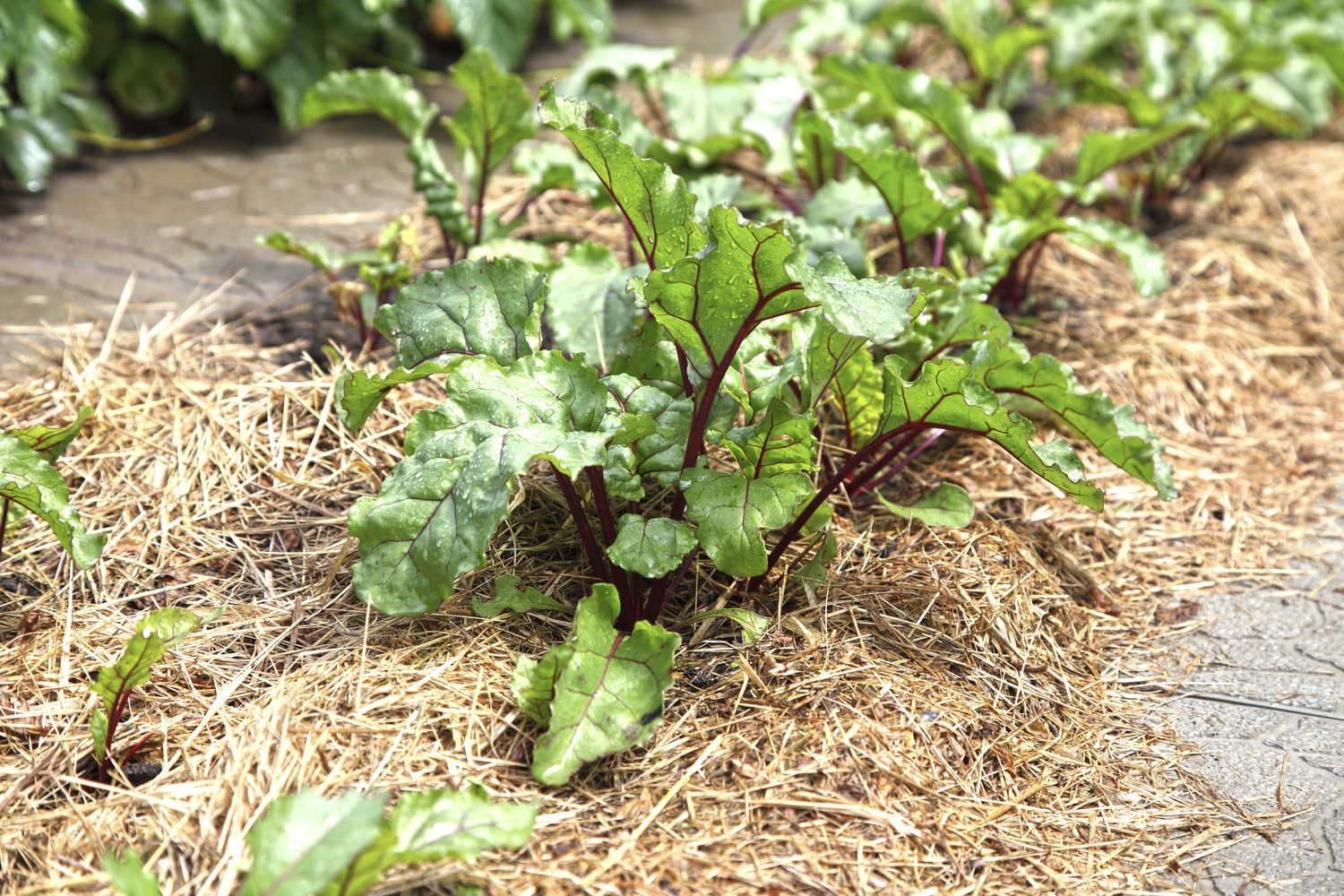 Welches Gemüse braucht wenig Wasser?