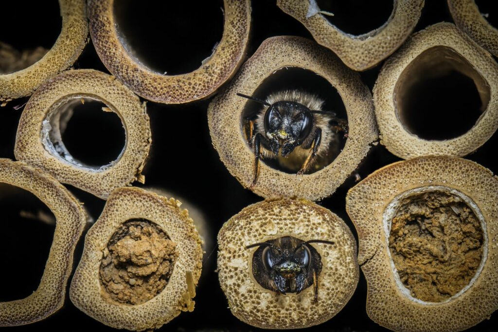 Bienen im Insektenhotel