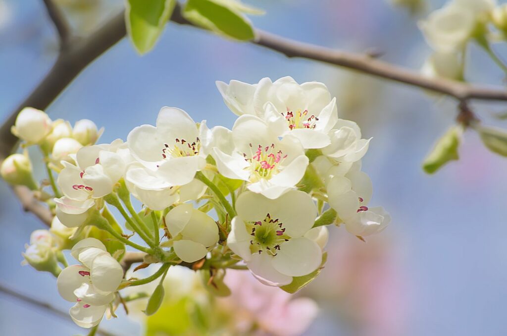 Birnbaum-Blüten
