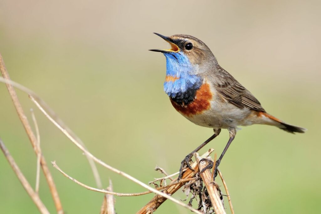 singendes Blaukehlchen