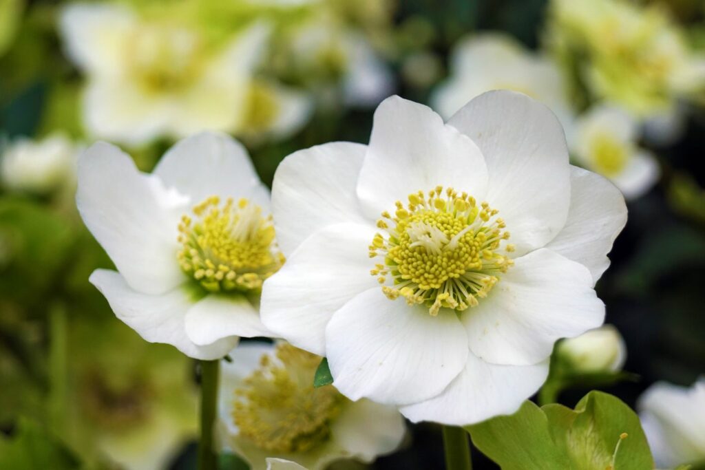 weiße Christrosen-Blüte