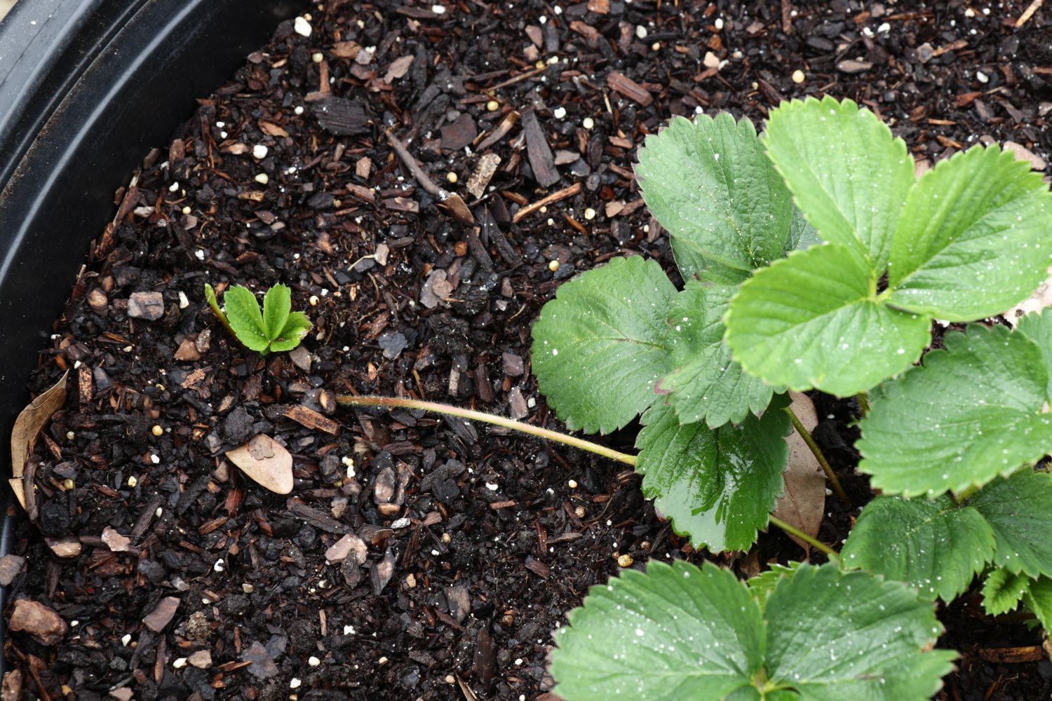 FrigoErdbeeren Vom Pflanzen bis zum Lagern Plantura
