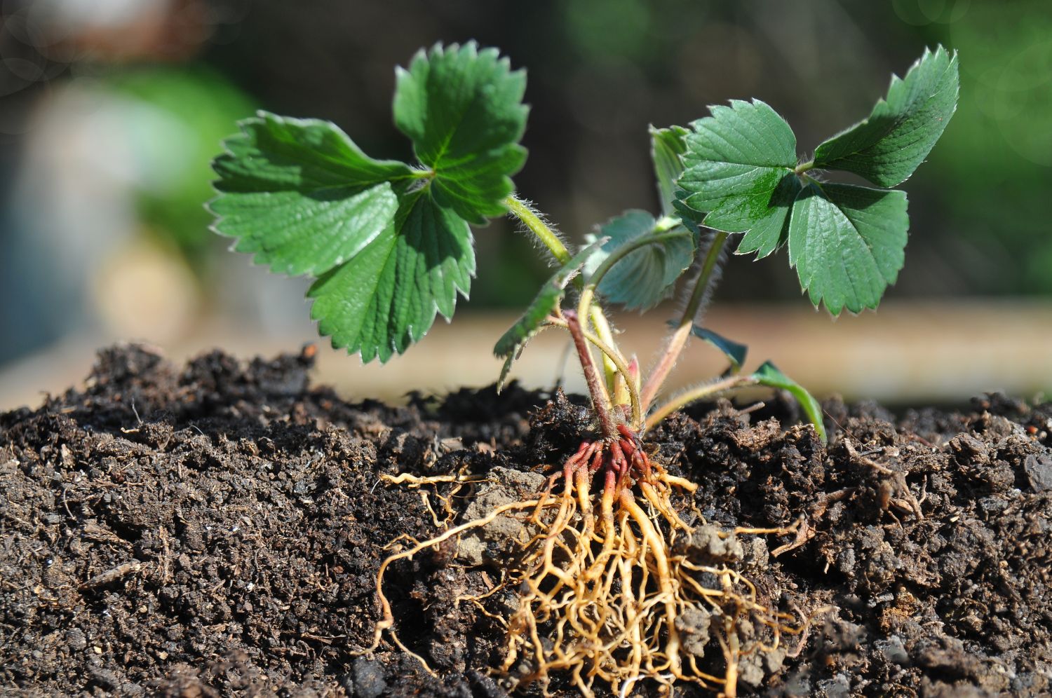 FrigoErdbeeren Vom Pflanzen bis zum Lagern Plantura