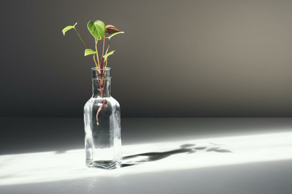 Anthurium im Glas