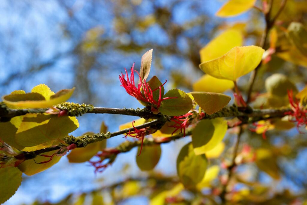 frühblühender Lebkuchenbaum