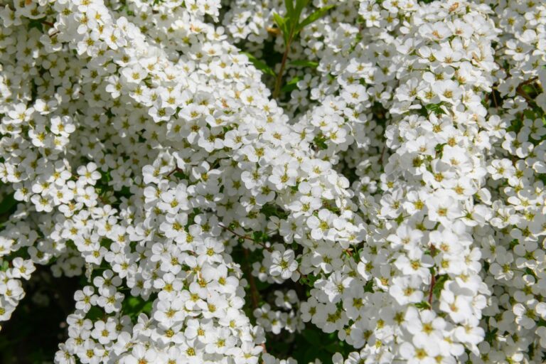 Frühblühende Sträucher für den Garten Plantura