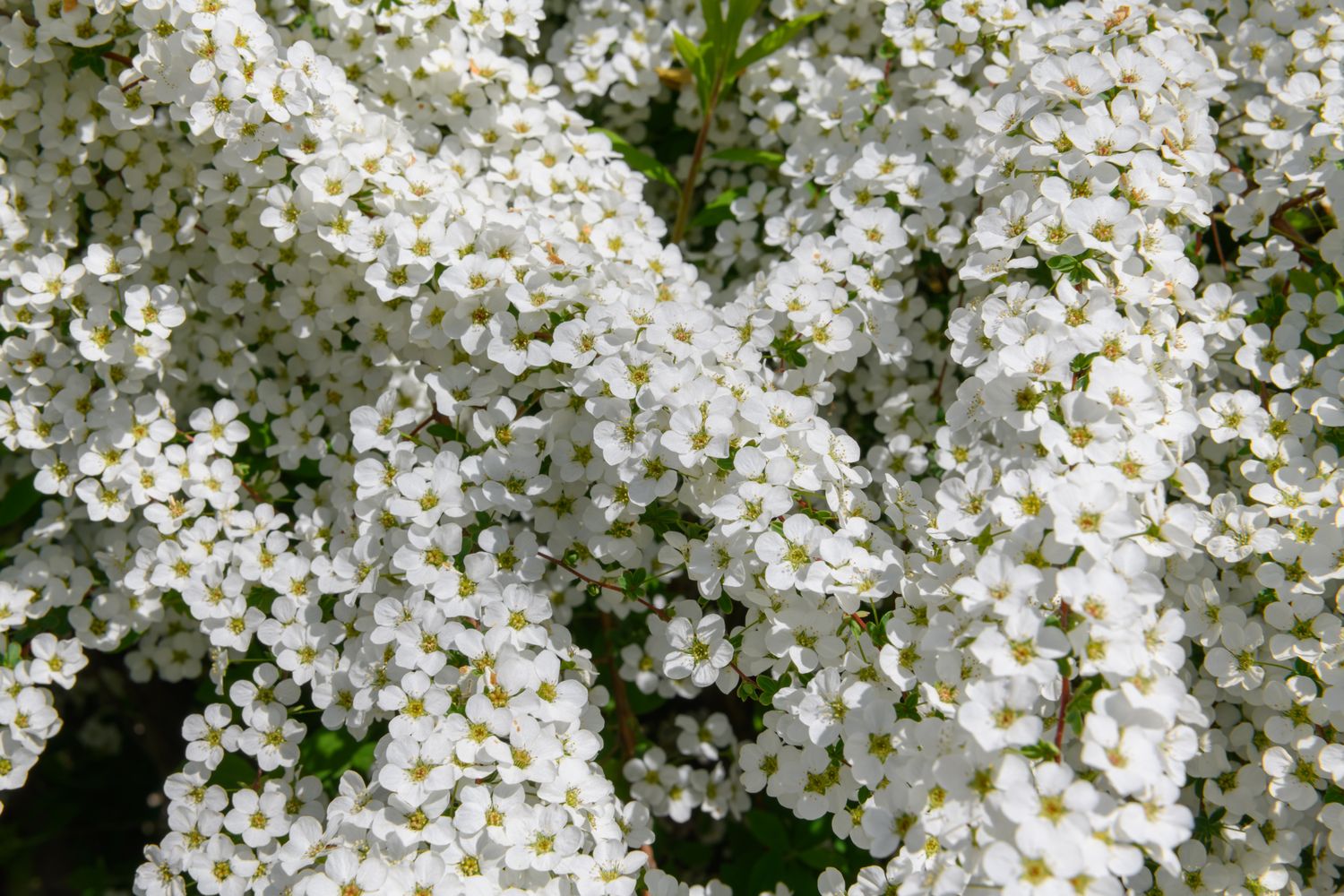 Frühblühende Sträucher für den Garten Plantura