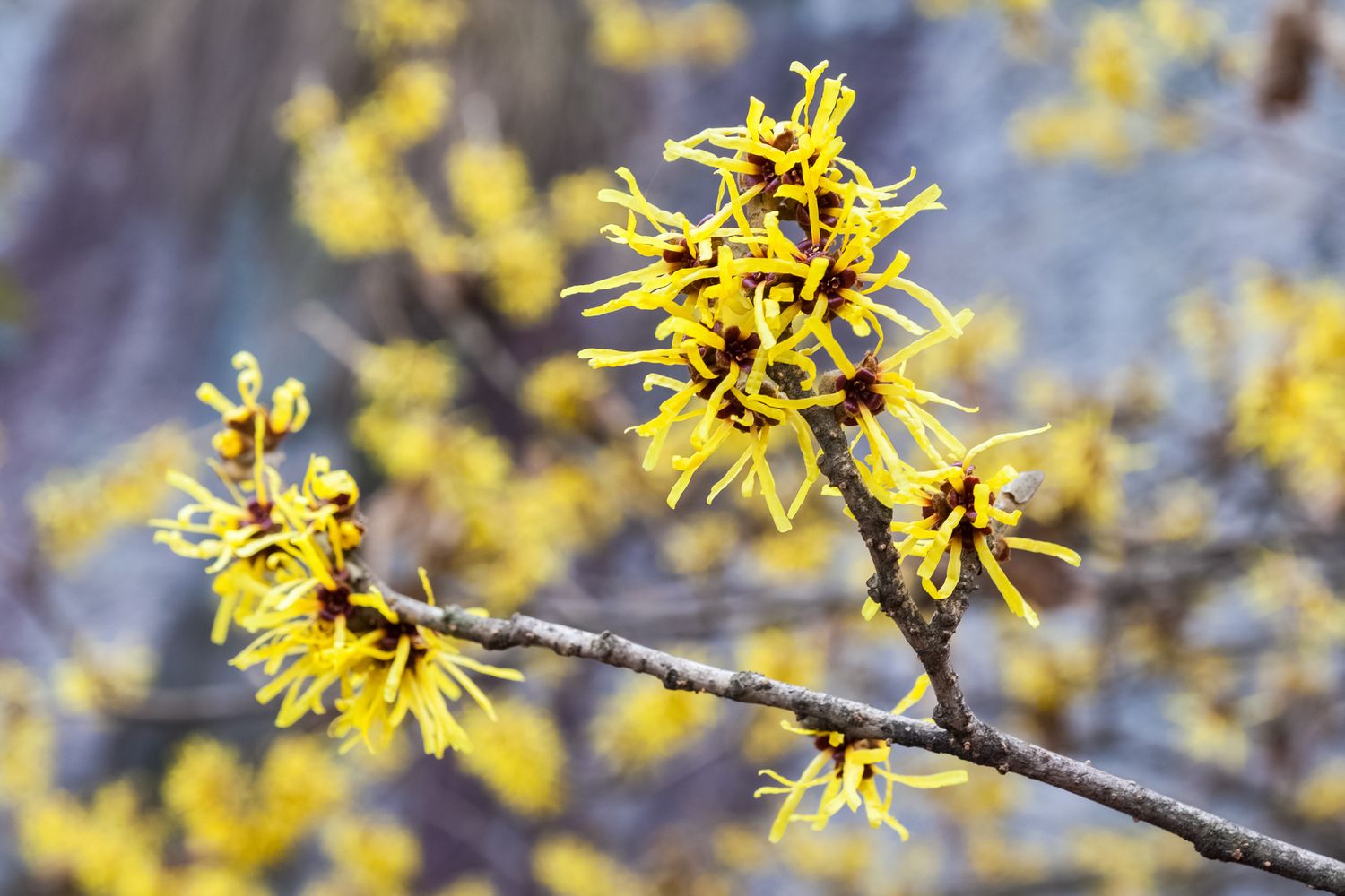 Frühblühende Sträucher für den Garten Plantura
