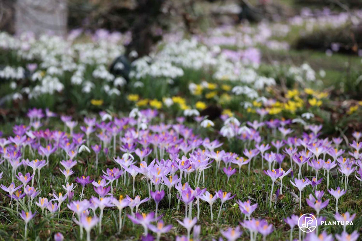Frühblüher: Übersicht zu den schönsten Frühjahrspflanzen