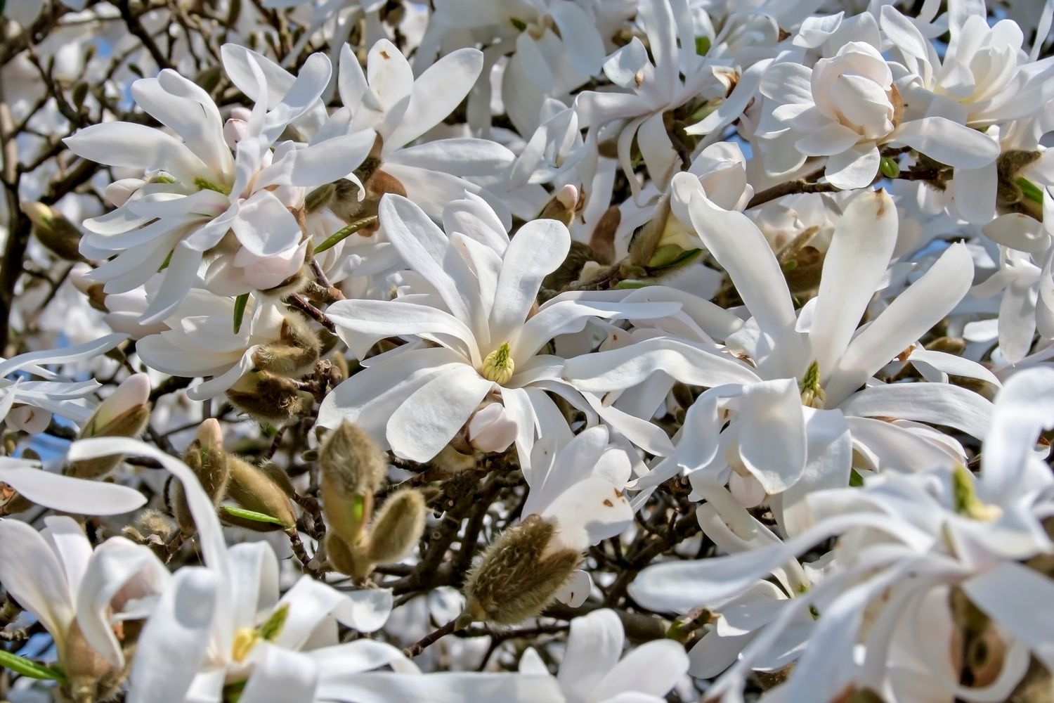 Frühblühende Sträucher für den Garten Plantura