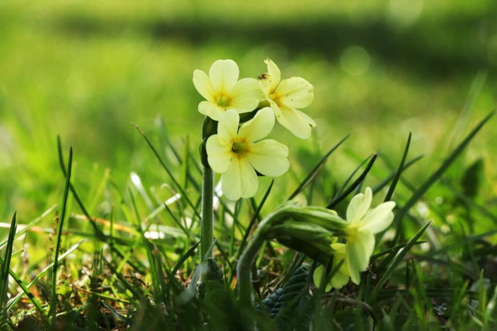 Hohe Schlüsselblume
