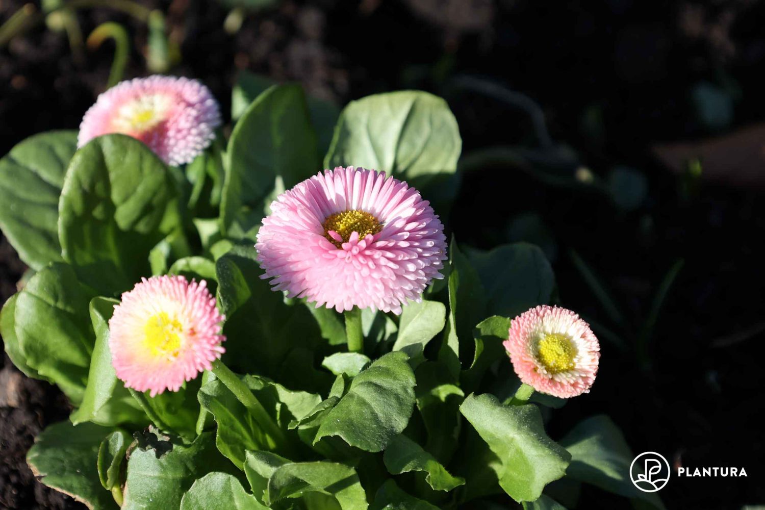 Frühblüher Die schönsten frühblühenden Pflanzen Plantura