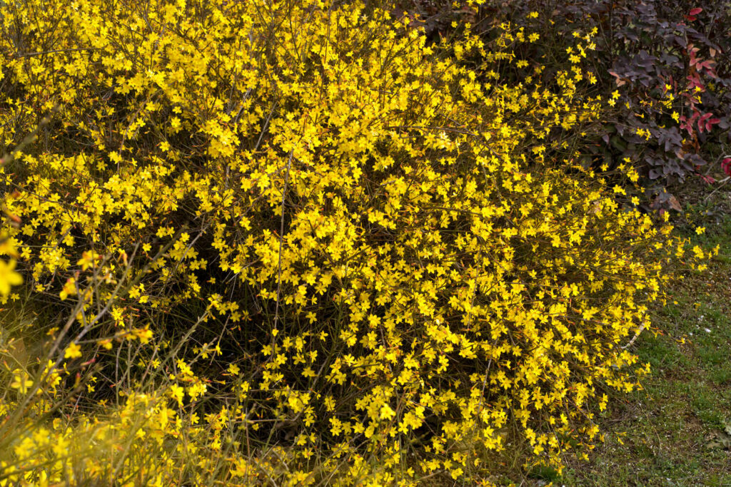 Gelber Winterjasmin in der Blütezeit