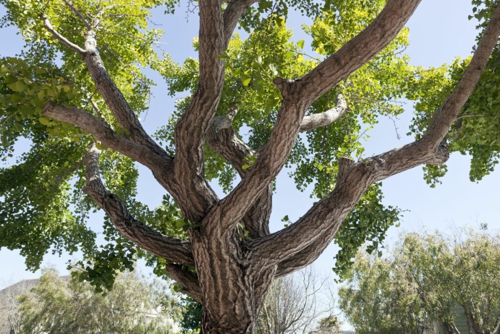 ausgewachsener Ginkgobaum