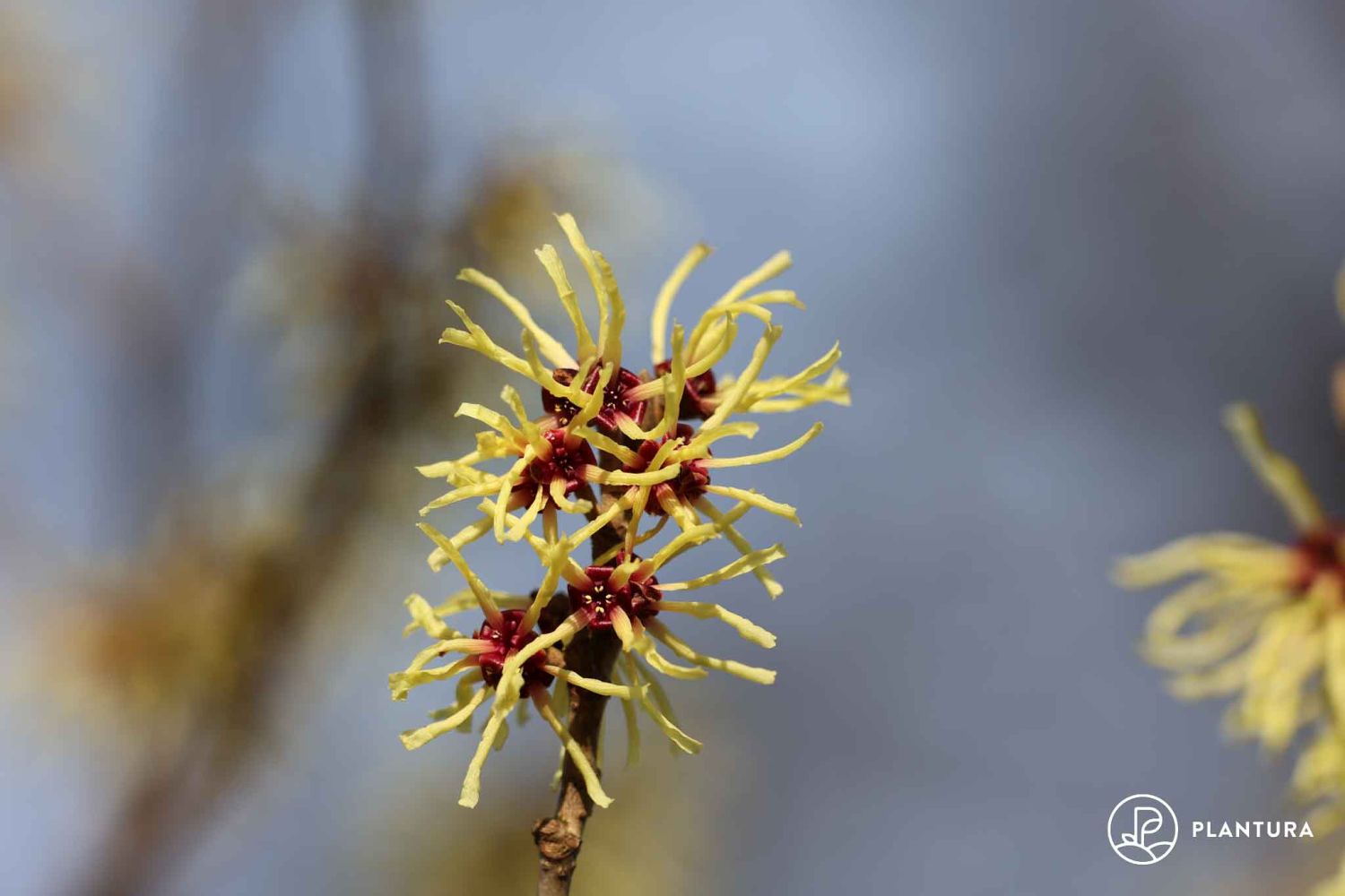 Winterblüher Diese Pflanzen blühen im Winter Plantura
