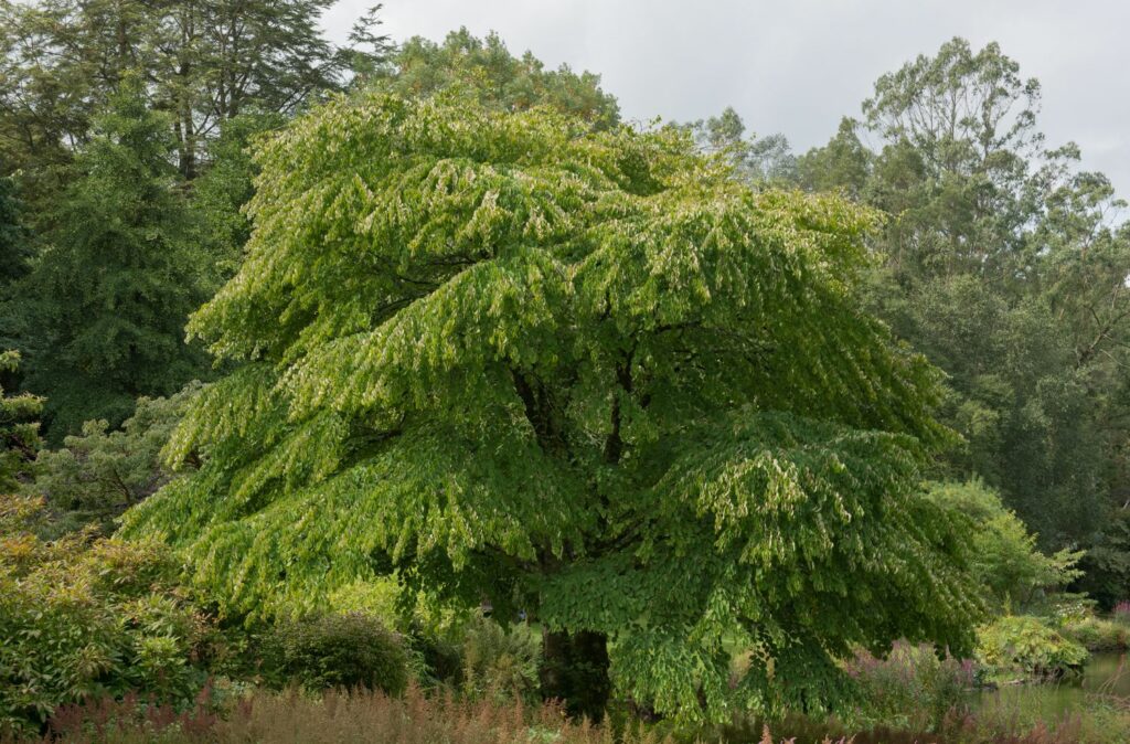 Lebkuchenbaum