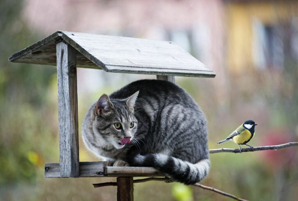 Vogelhaus richtig aufhängen