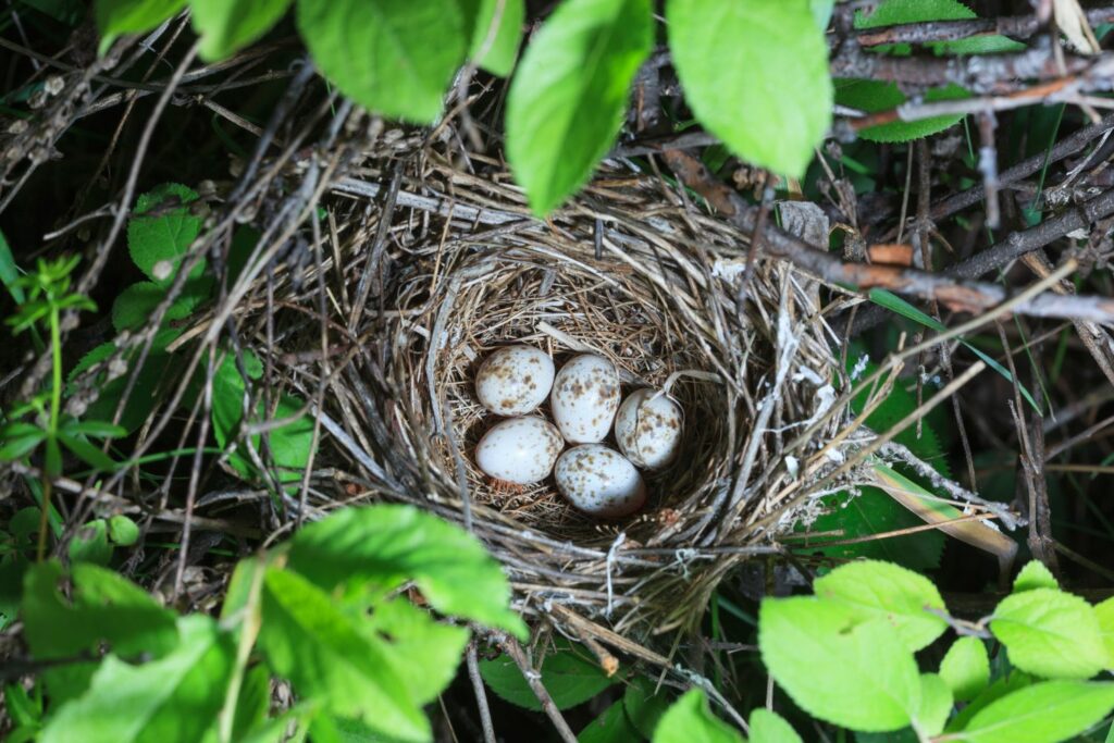 Nest und Eier der Klappergrasmücke