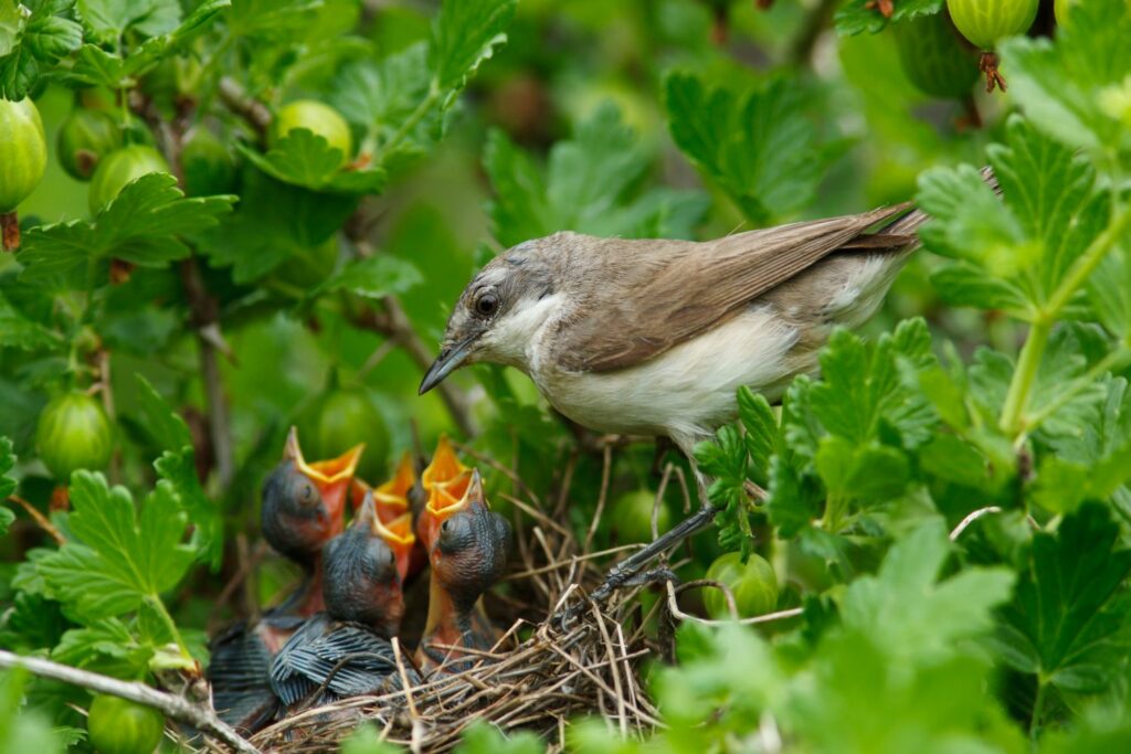 junge Klappergrasmücken im Nest