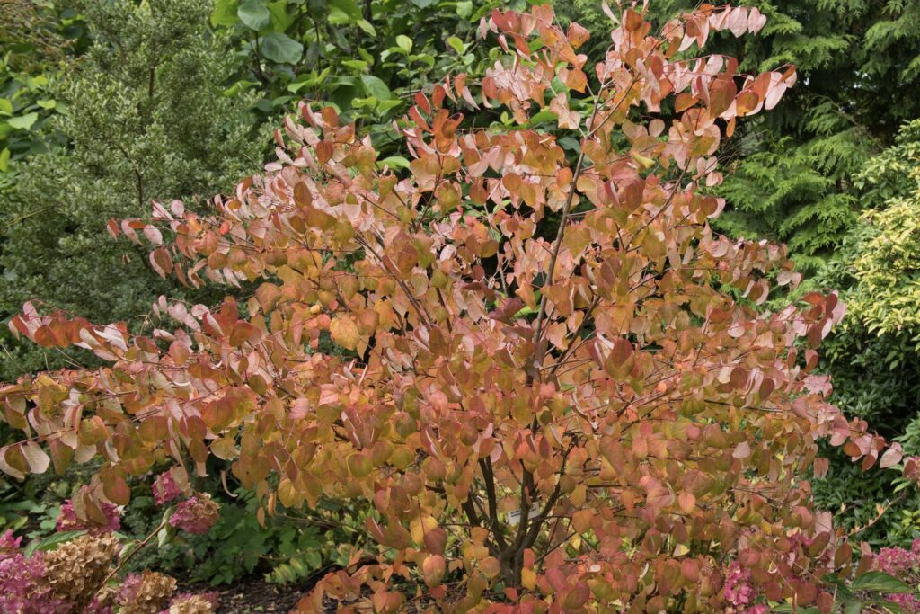 Lebkuchenbaum mit roten Blättern