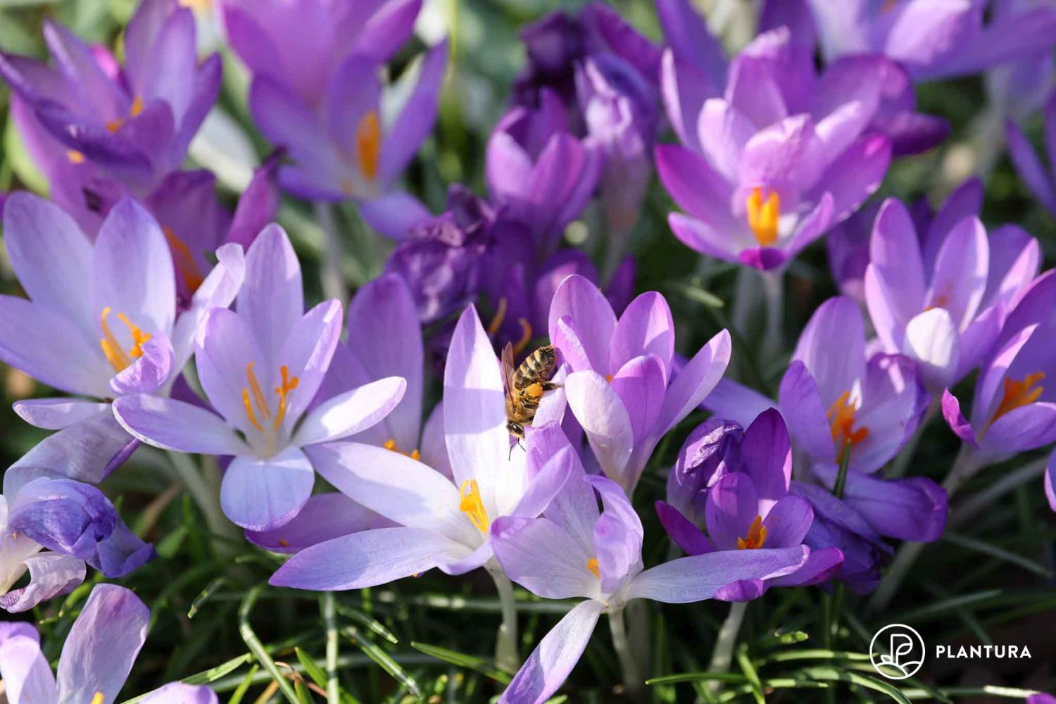 Frühblüher Die schönsten frühblühenden Pflanzen Plantura