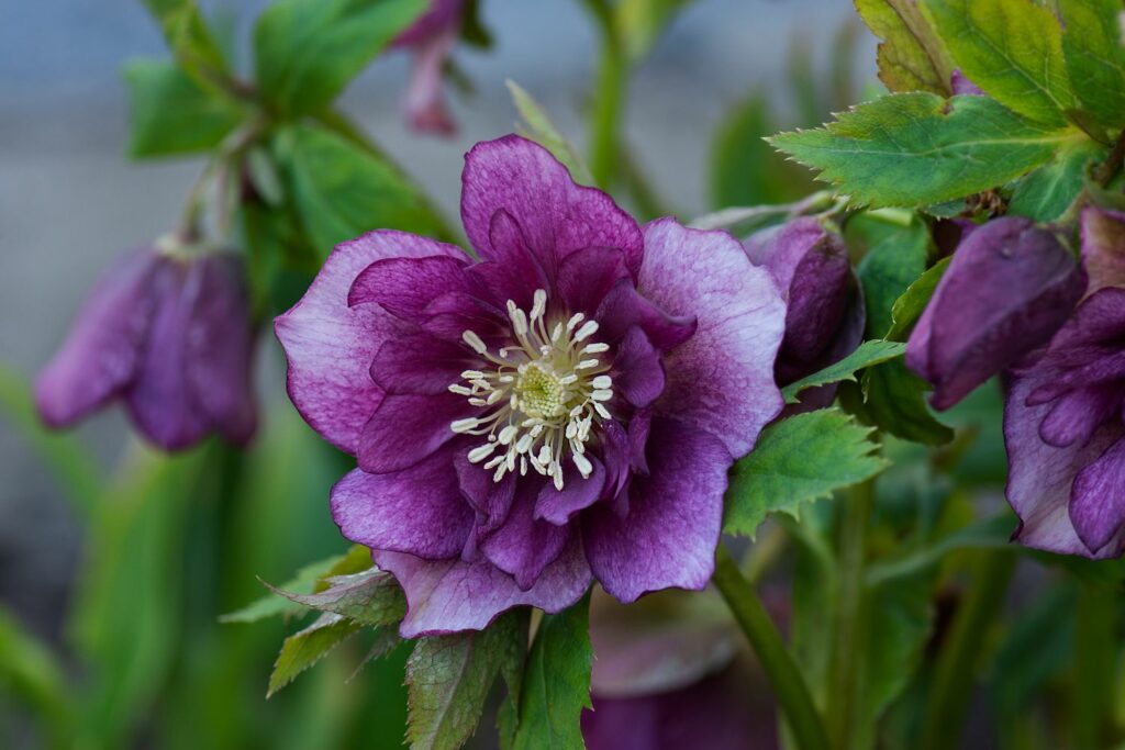 lilafarbene Lenzrosen-Blüte