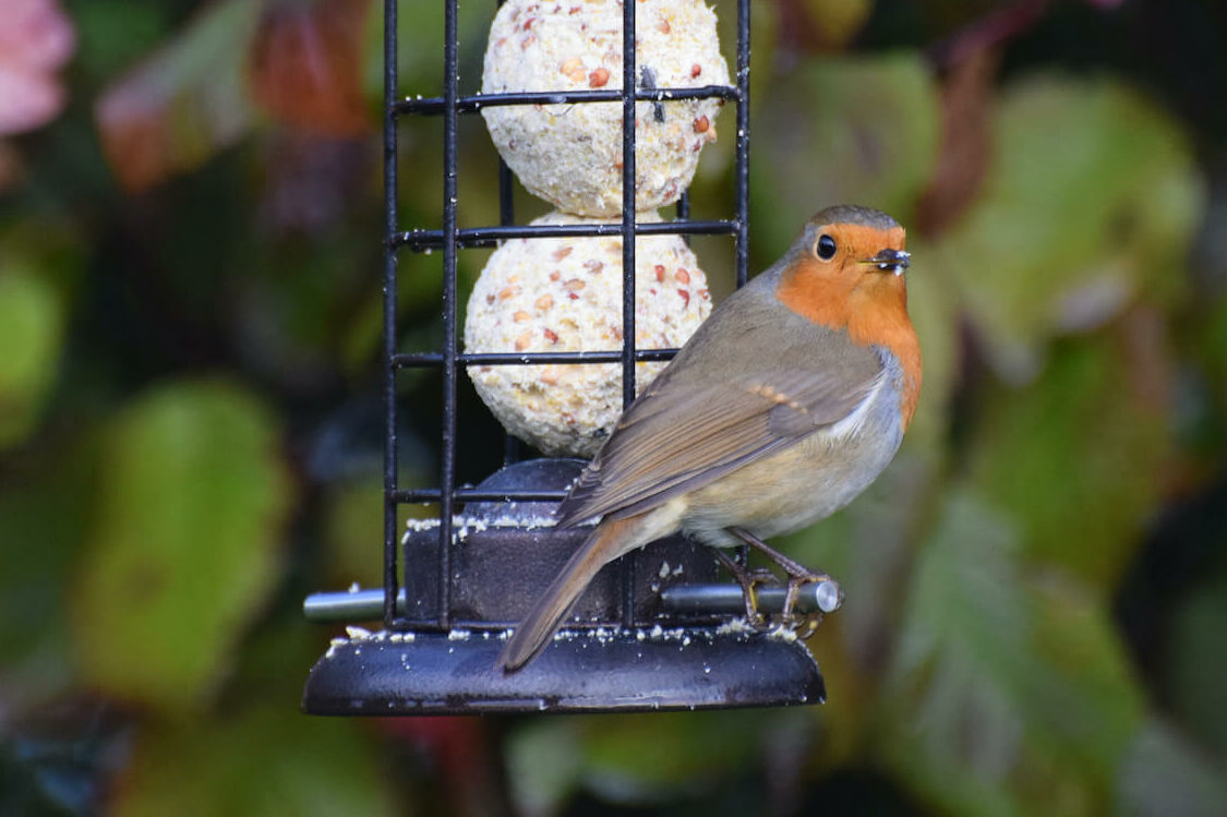Meisenknödel ohne Netz: Vorteile & Anbringen