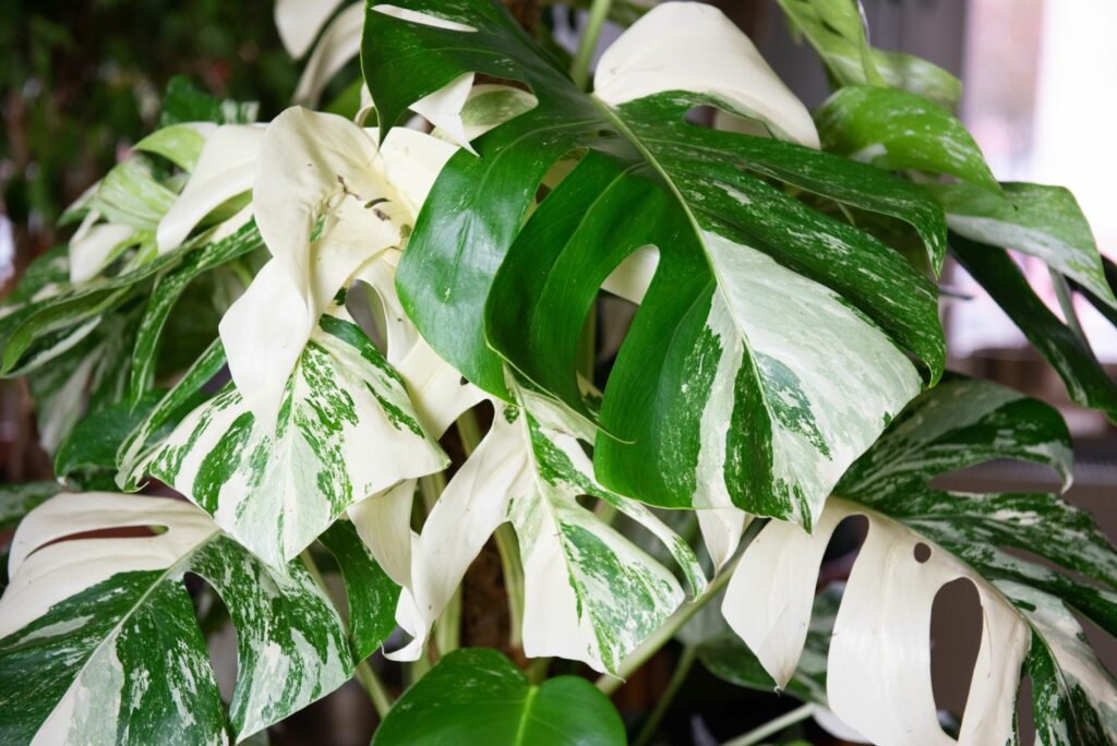 Monstera deliciosa 'Variegata'