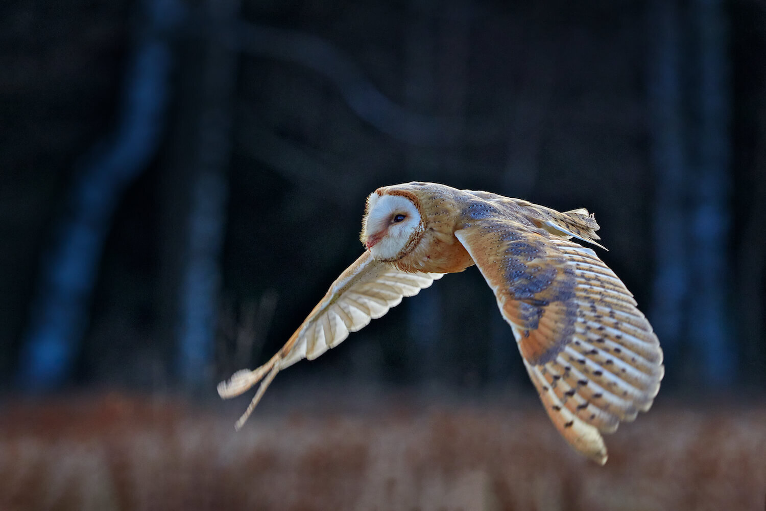 Nachtaktive Vögel Arten, Gesang & Verhalten Plantura