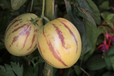 Pepino: Pflanzen, Pflegen & Überwintern der Melonenbirne