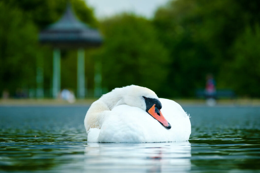 Schwan schläft im Wasser