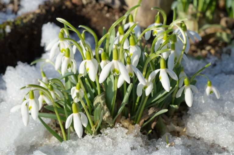 Winterblüher Diese Pflanzen blühen im Winter Plantura