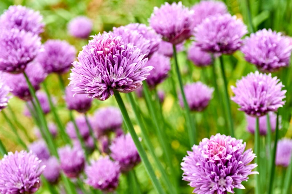 lila Schnittlauch-Blüten