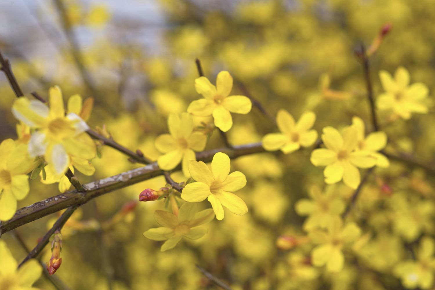 Frühblühende Sträucher für den Garten Plantura