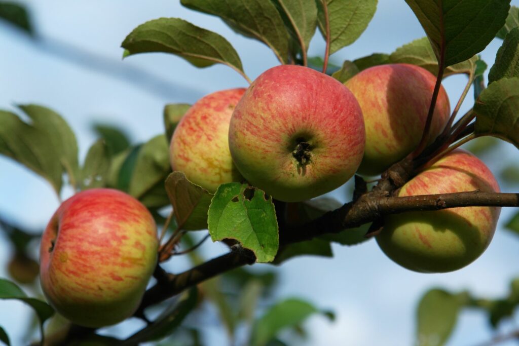 Rheinischer Winterrambur-Äpfel am Baum