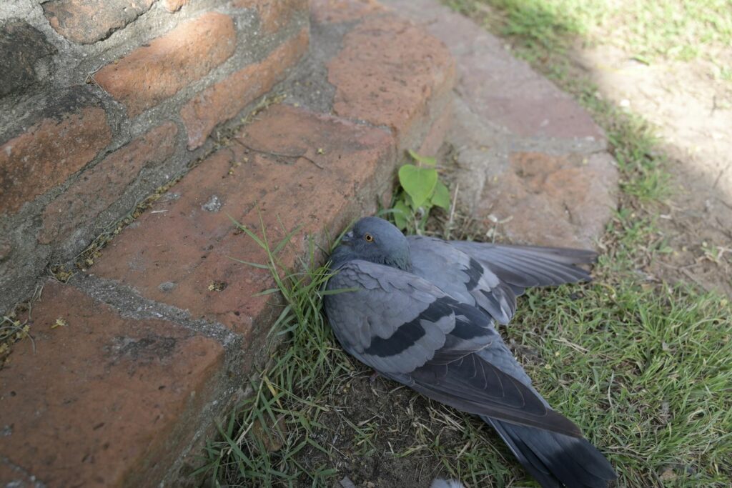 Verletzten Vogel Gefunden Was Man Tun Sollte Plantura