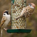 Vögel richtig füttern: Ganzjahresfütterung oder Winterfütterung?