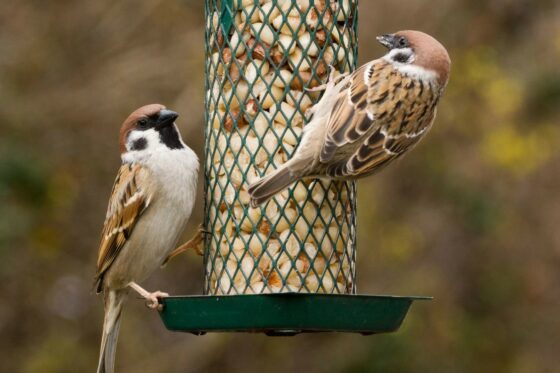 Vögel richtig füttern: Ganzjahresfütterung oder Winterfütterung?