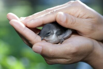 Verletzten Vogel gefunden: Was man tun sollte