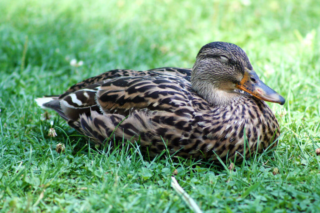 Ente schläft auf Rasen