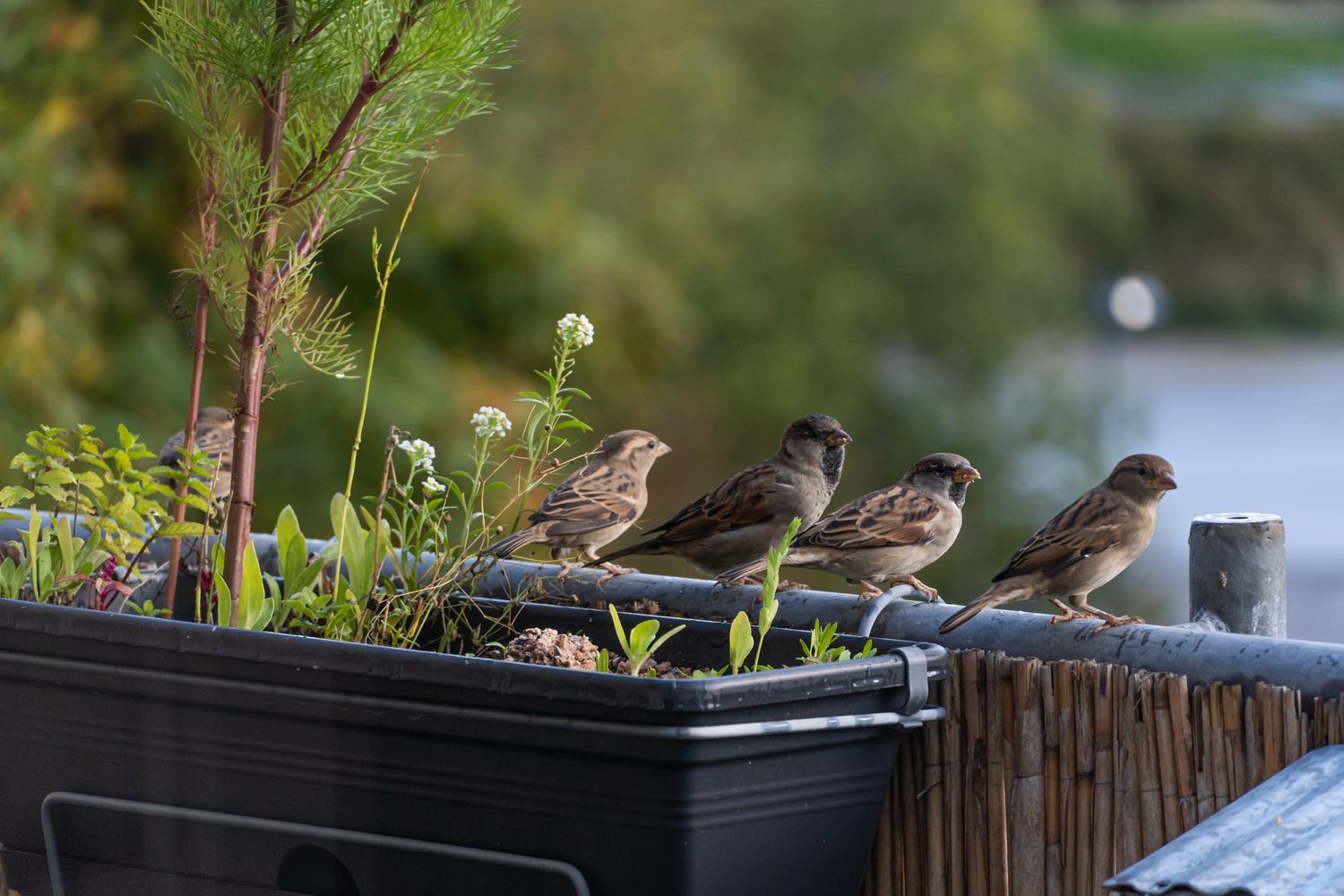 Alles zum Vögel Füttern auf dem Balkon Plantura