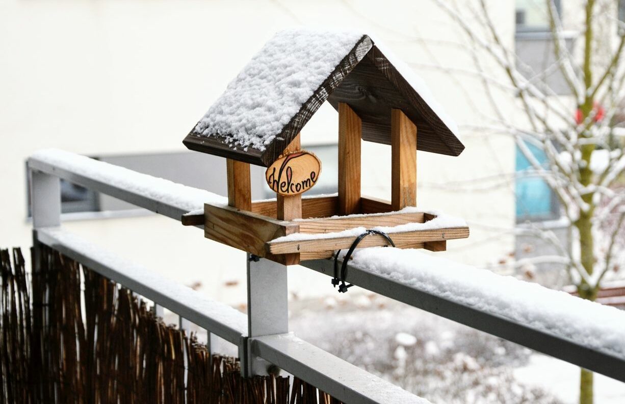 53+ Balkon Vögel Füttern, Zu den typischen stadtvögeln gehören